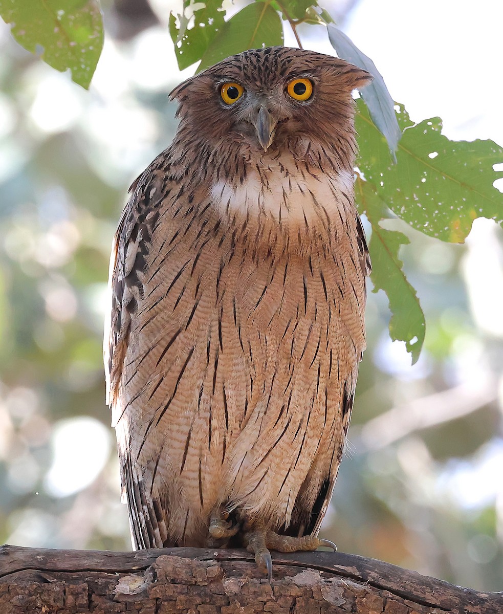 Brown Fish-Owl - ML636219285