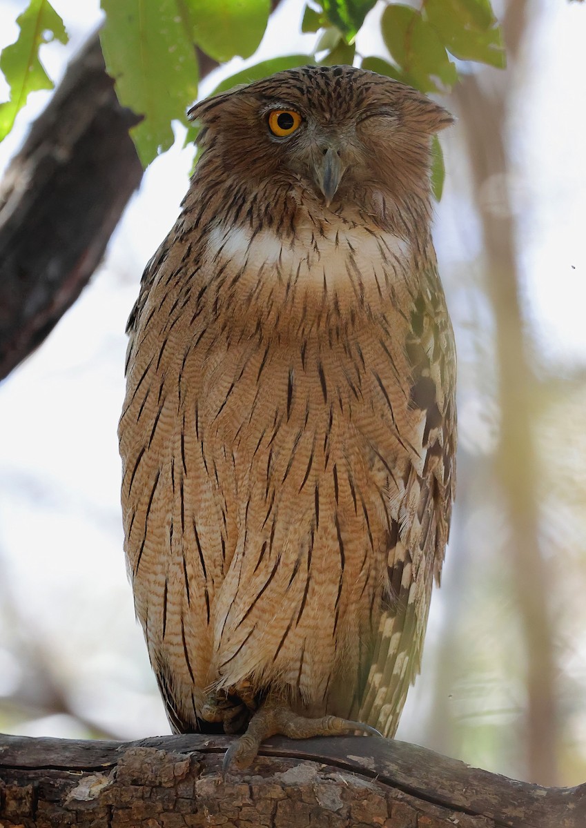 Brown Fish-Owl - ML636219286