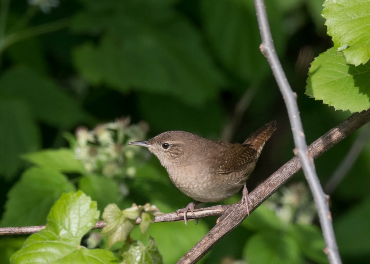 Northern House Wren - ML636219375