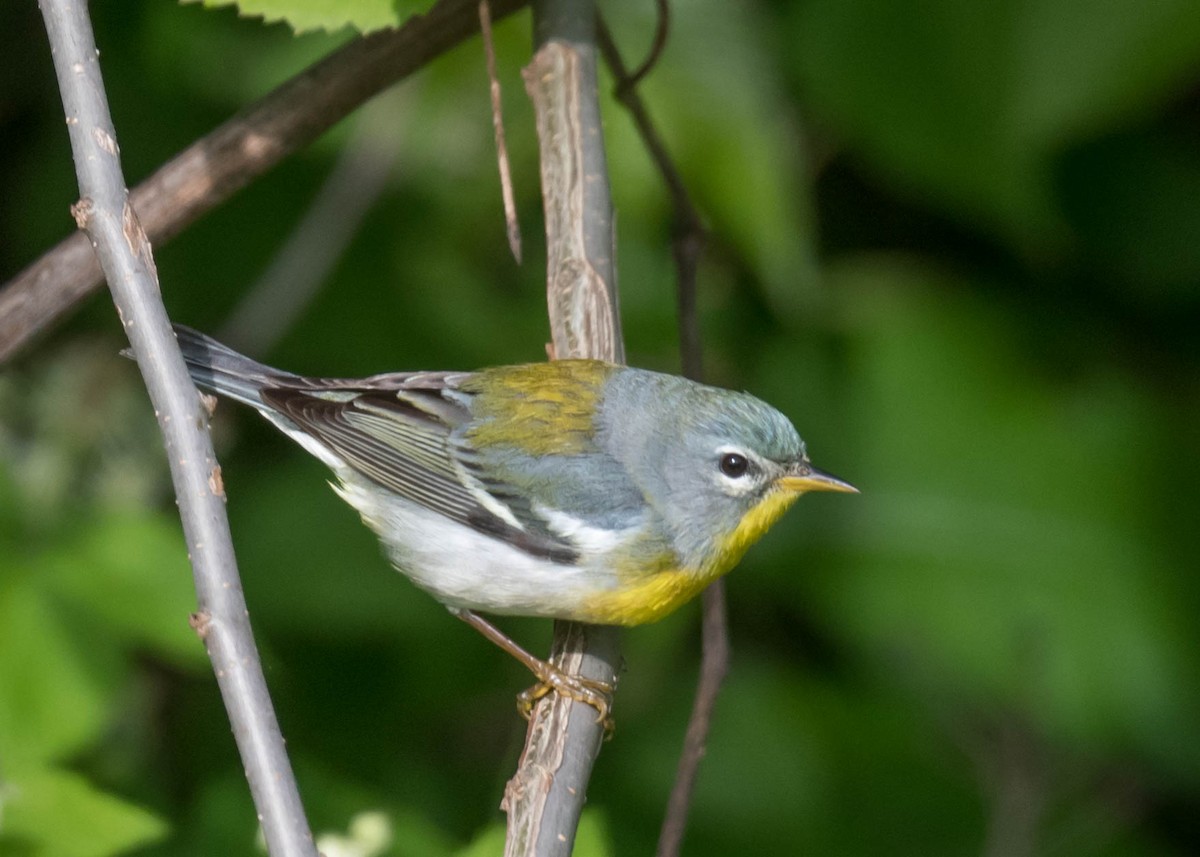 Kuzeyli Parula - ML636219402
