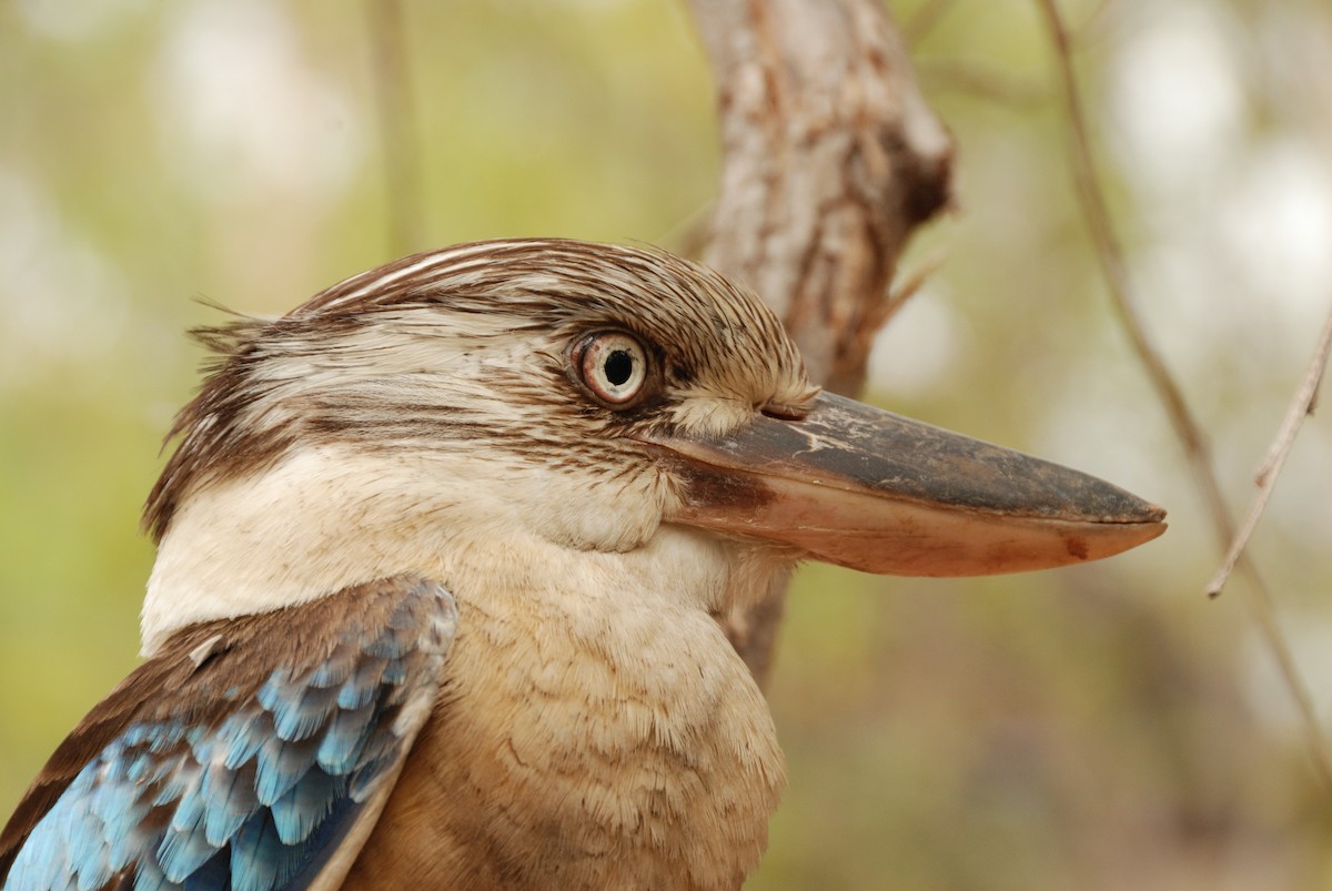 Blue-winged Kookaburra - ML636219622