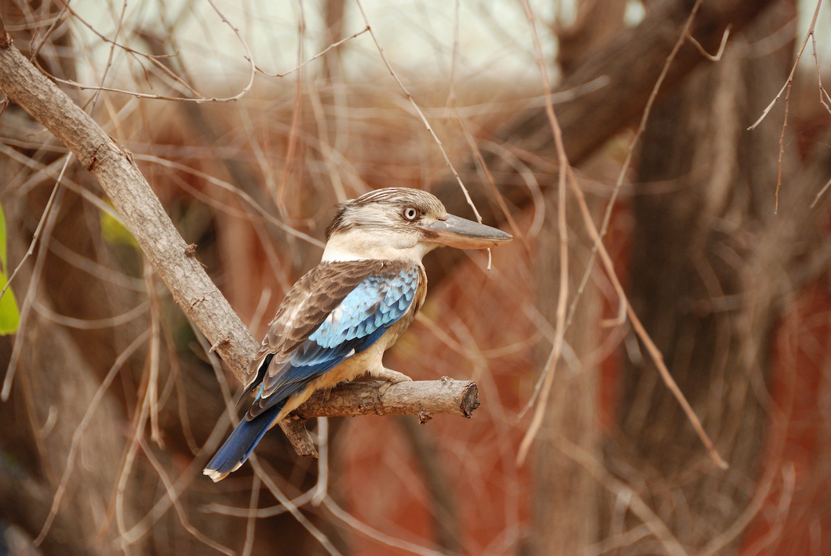 Blue-winged Kookaburra - ML636219623