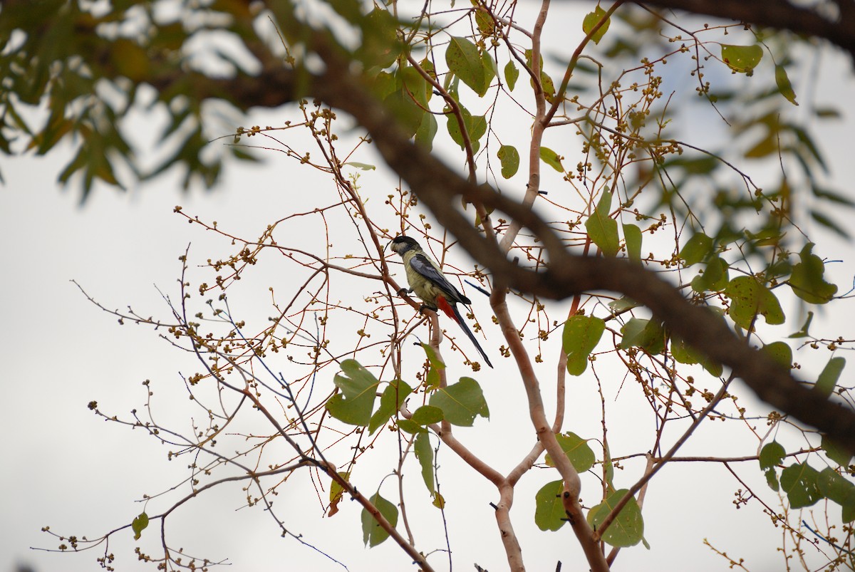 Northern Rosella - ML636219633
