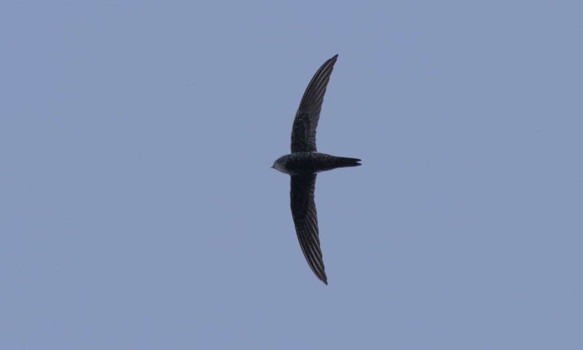 Pacific Swift - ML636219693