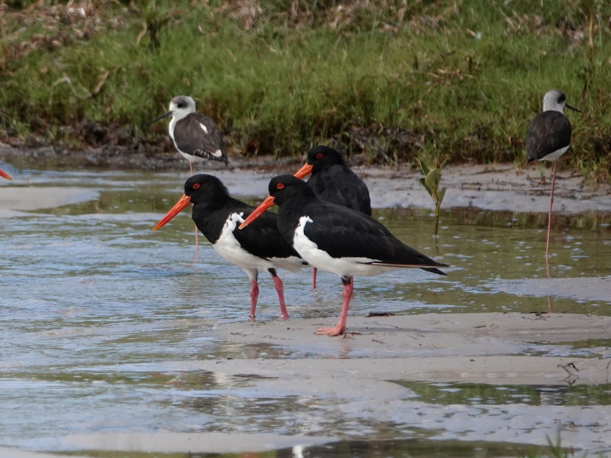Pied Oystercatcher - ML636219782