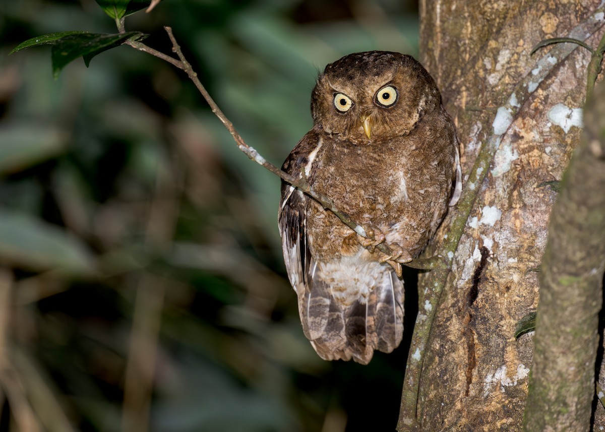 Dağ İshakkuşu - ML636219876