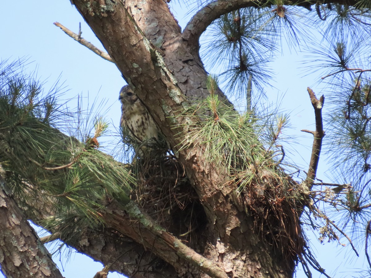 Red-shouldered Hawk (lineatus Group) - ML636219901