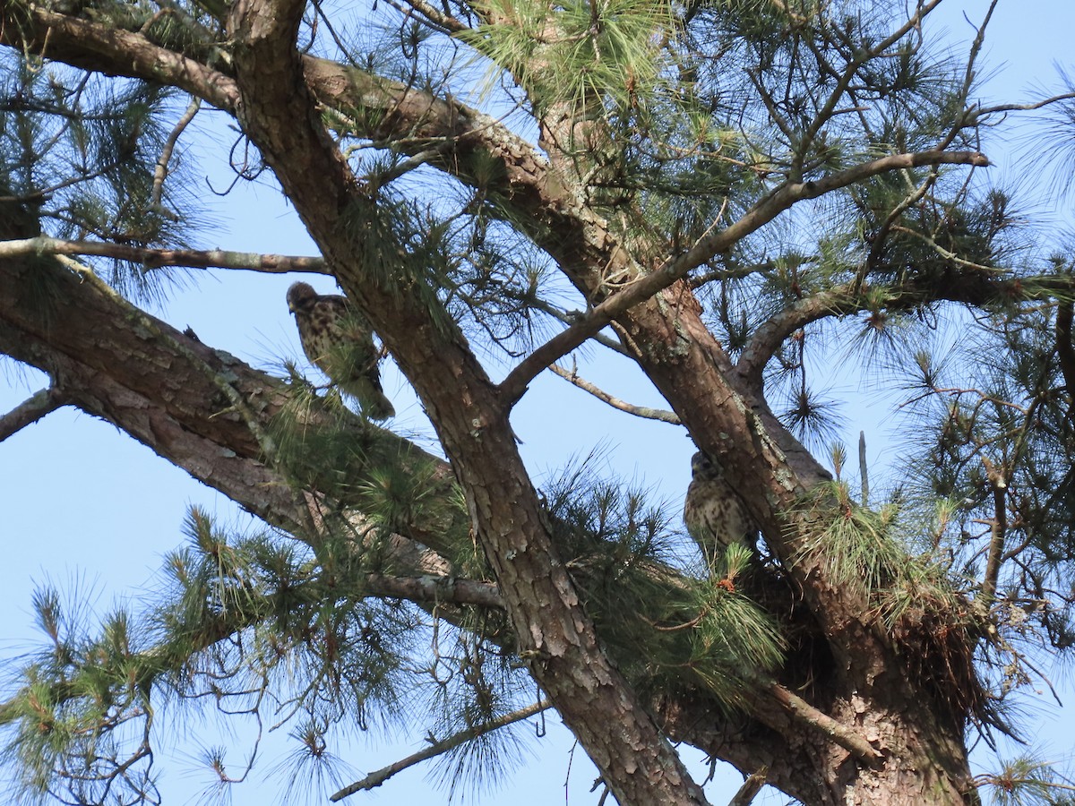 Red-shouldered Hawk (lineatus Group) - ML636219903