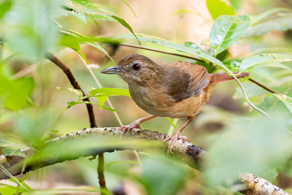 Abbott's Babbler - ML636219972