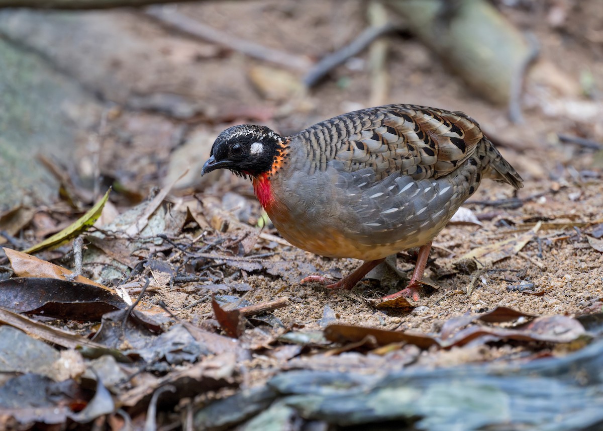 Hainan Partridge - ML636219973