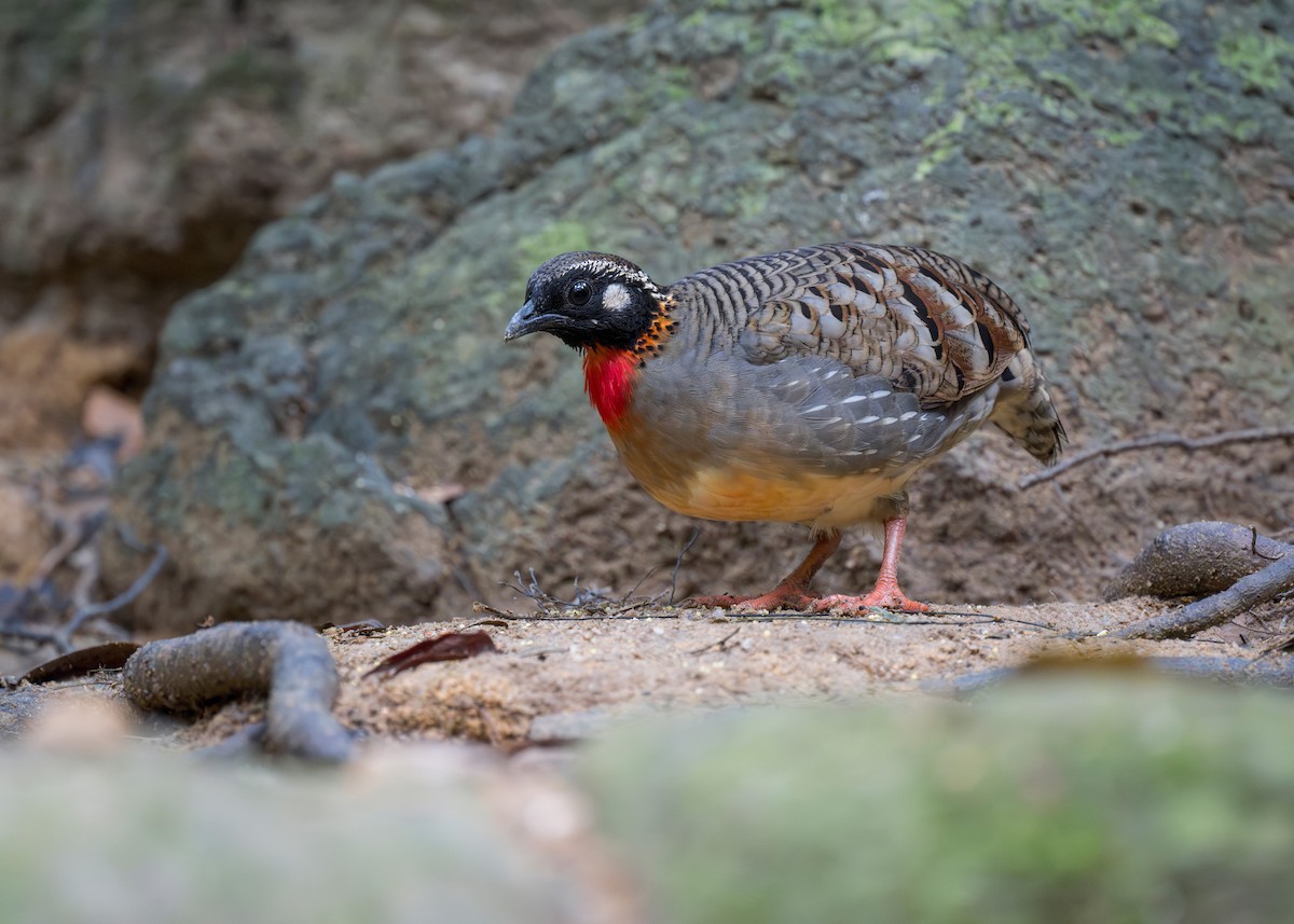 Hainan Partridge - ML636219975