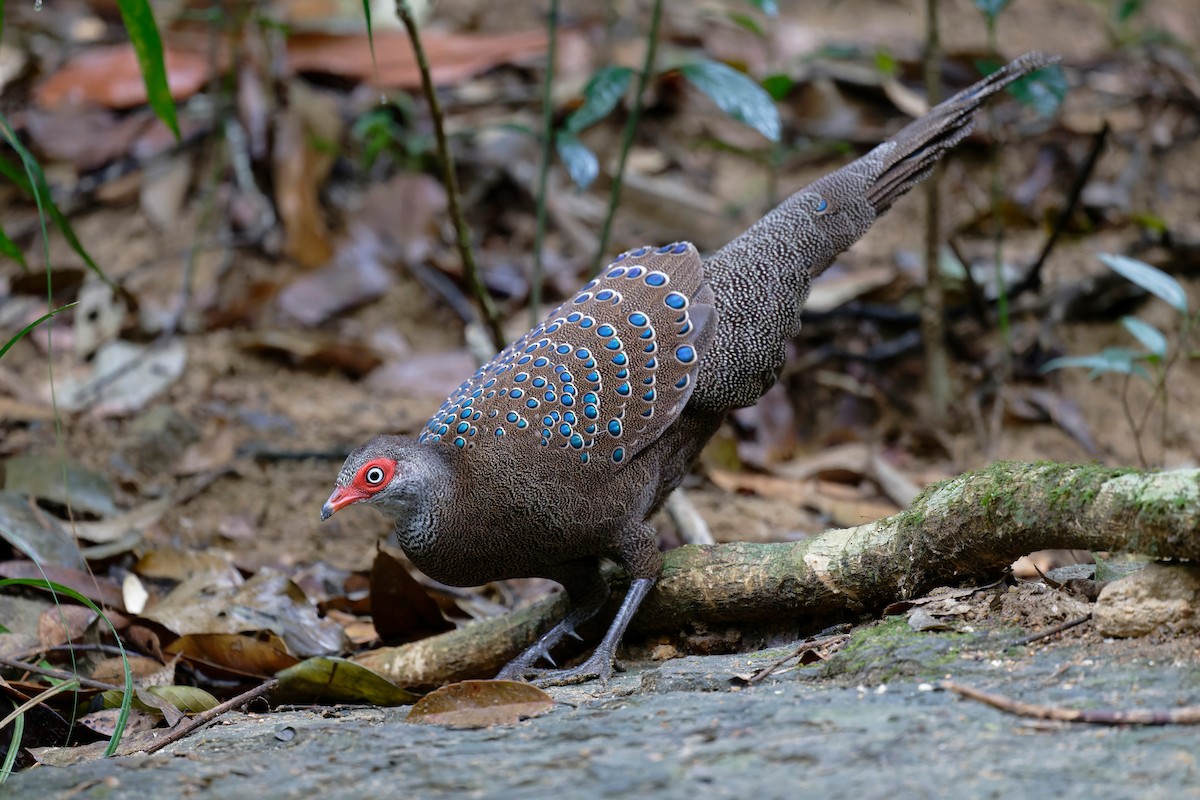 Hainan Peacock-Pheasant - ML636219986