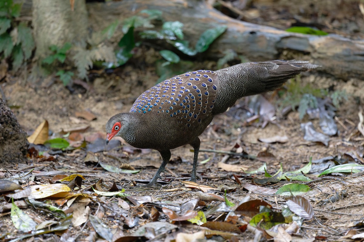 Hainan Peacock-Pheasant - ML636219987