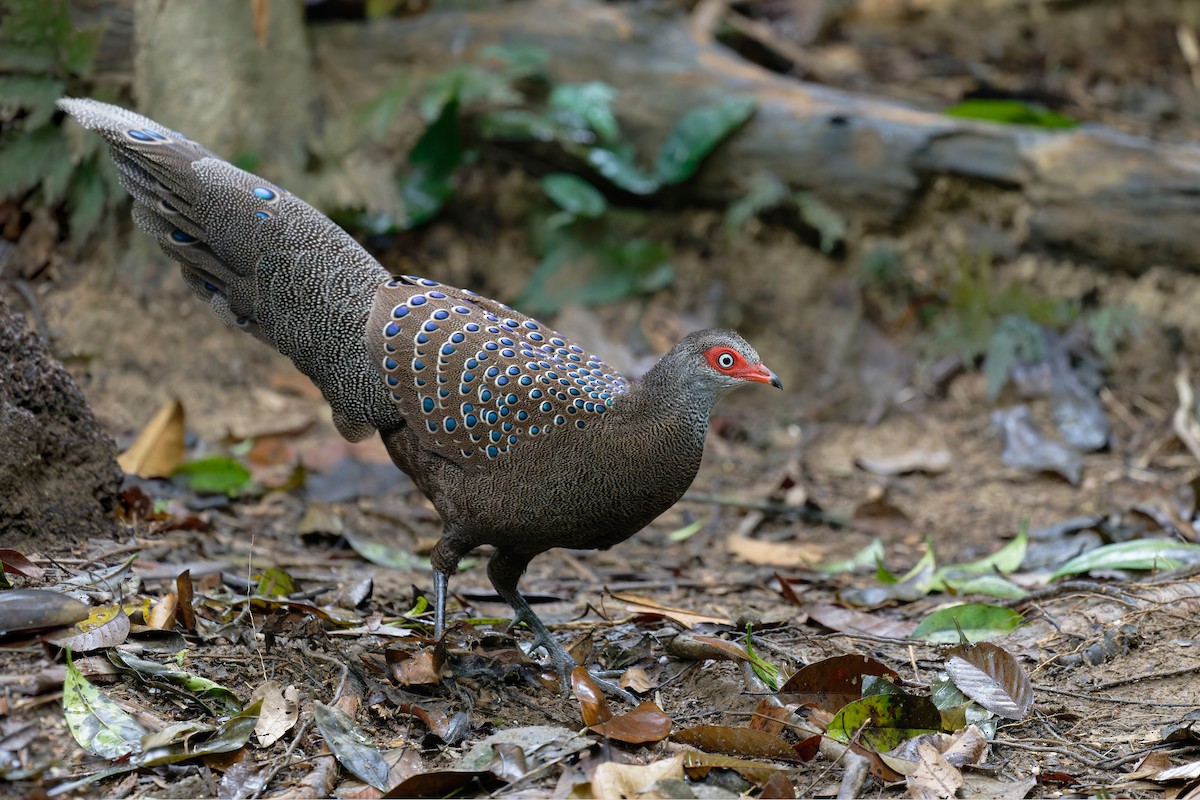 Hainan Peacock-Pheasant - ML636219988