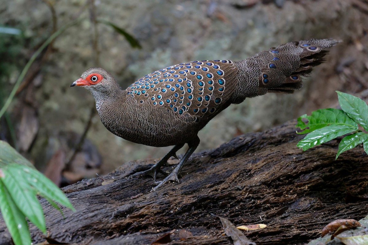 Hainan Peacock-Pheasant - ML636219989