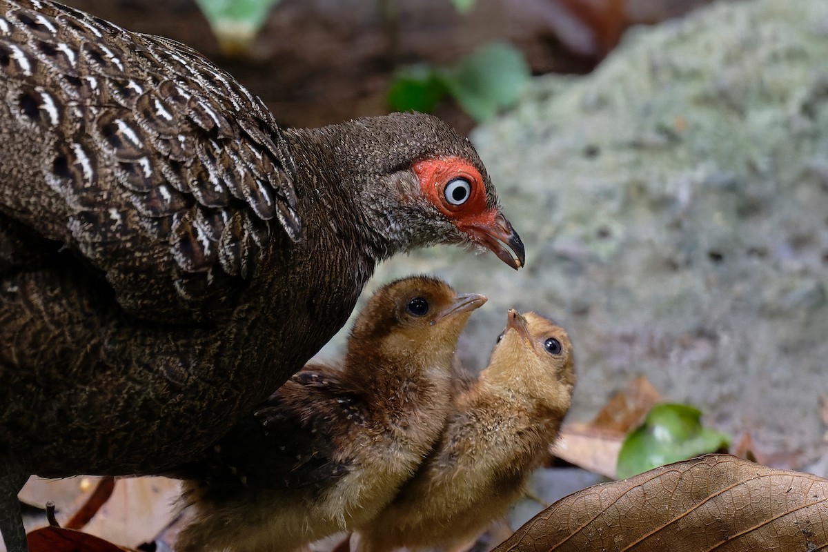 Hainan Peacock-Pheasant - ML636219994