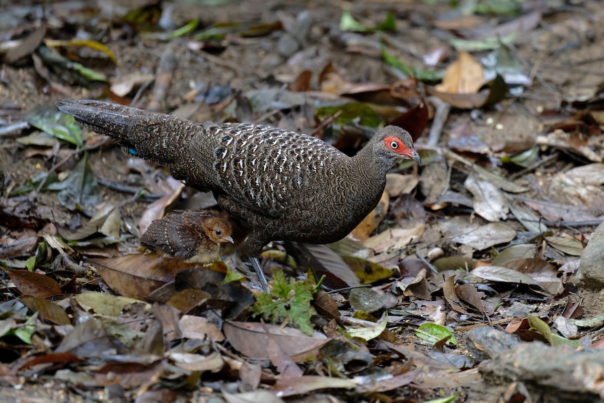 Hainan Peacock-Pheasant - ML636219995