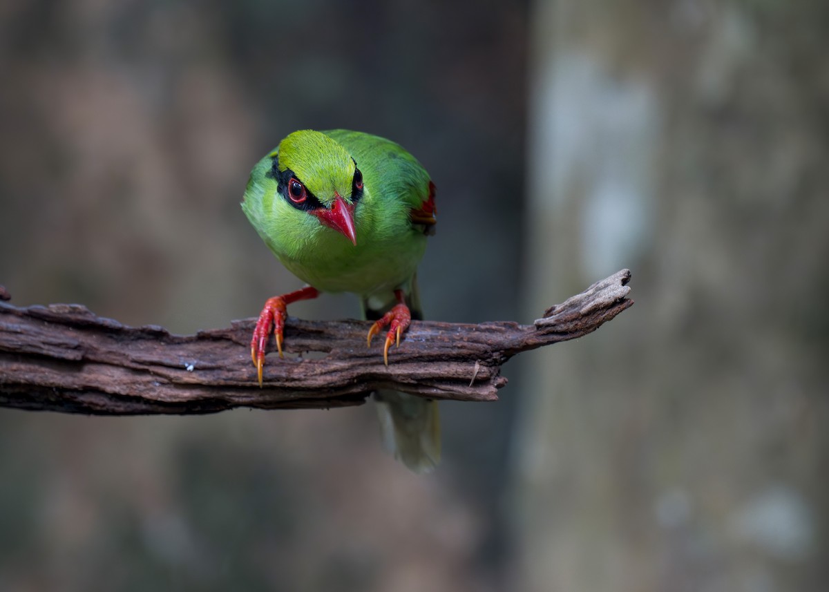 Indochinese Green-Magpie - ML636220031