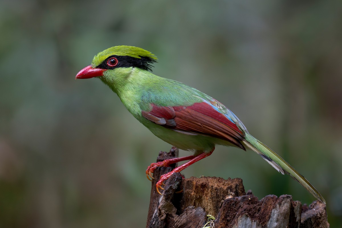 Indochinese Green-Magpie - ML636220032