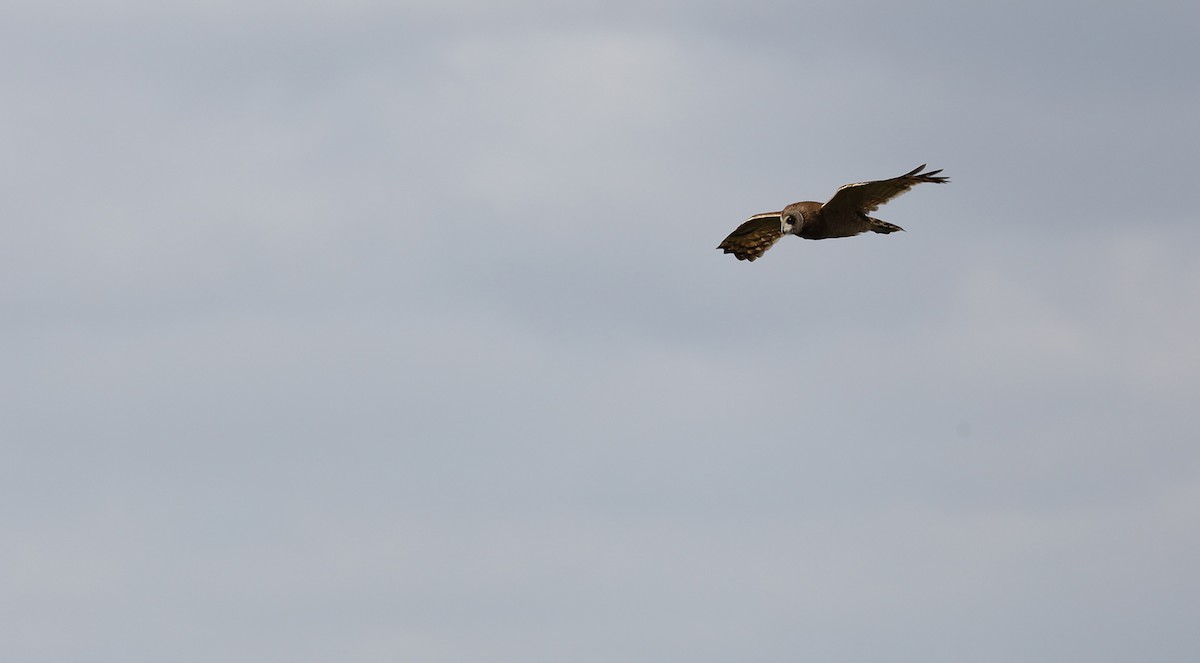 Marsh Owl - ML636220076