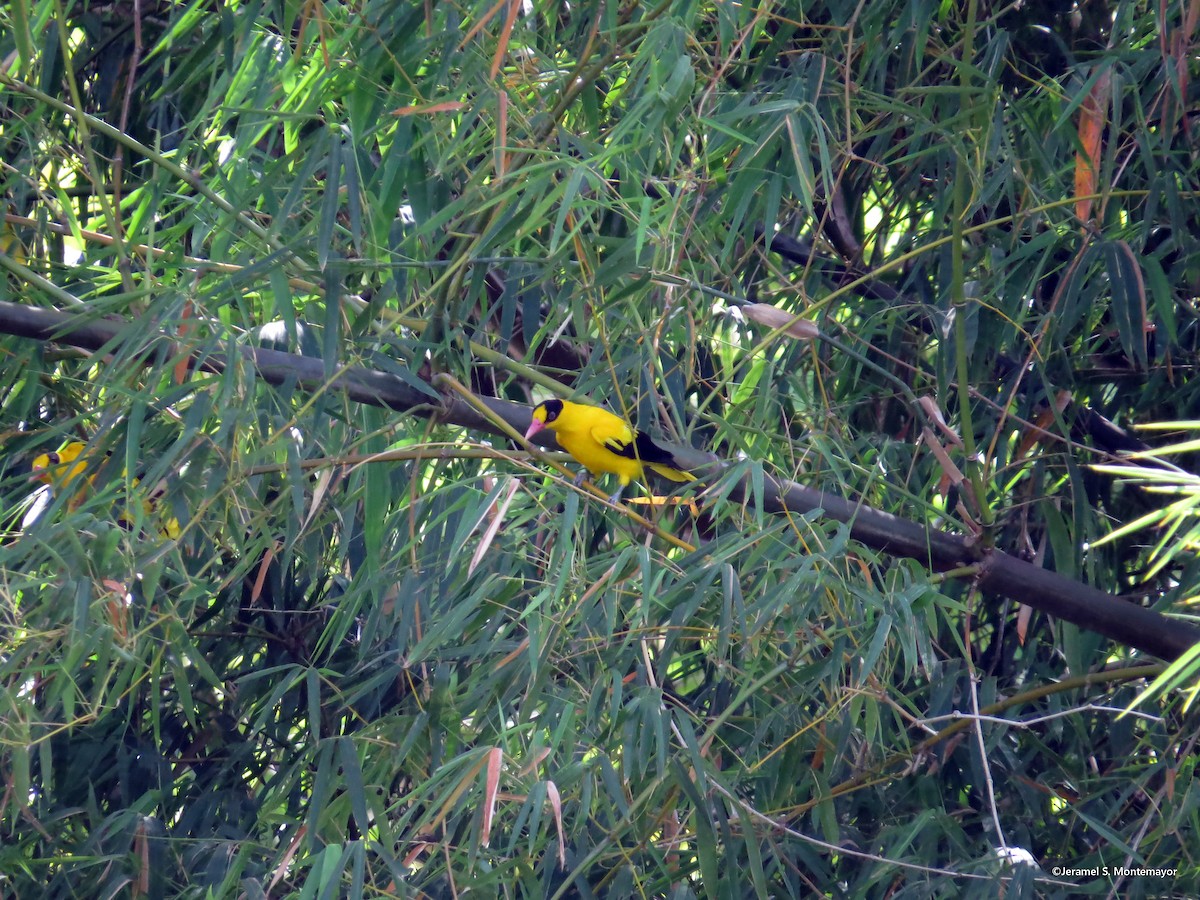 Black-naped Oriole - ML636220105