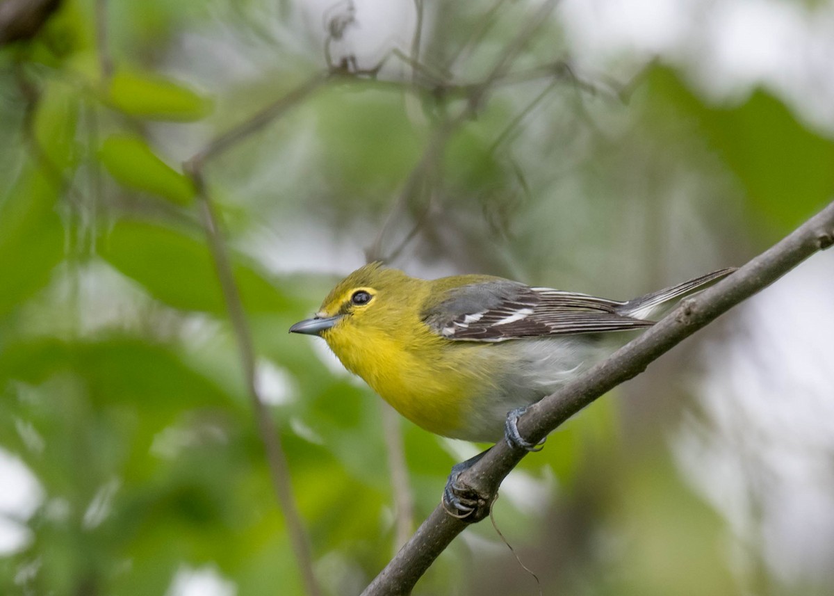 Sarı Gerdanlı Vireo - ML636220185