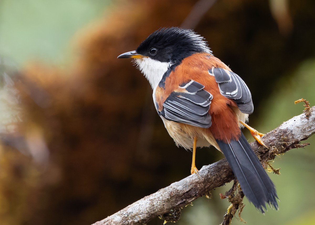 Rufous-backed Sibia (Rufous-backed) - ML636220225