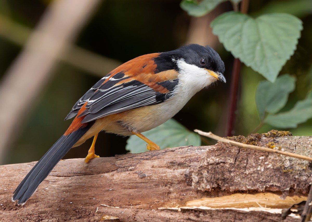 Rufous-backed Sibia (Rufous-backed) - ML636220226