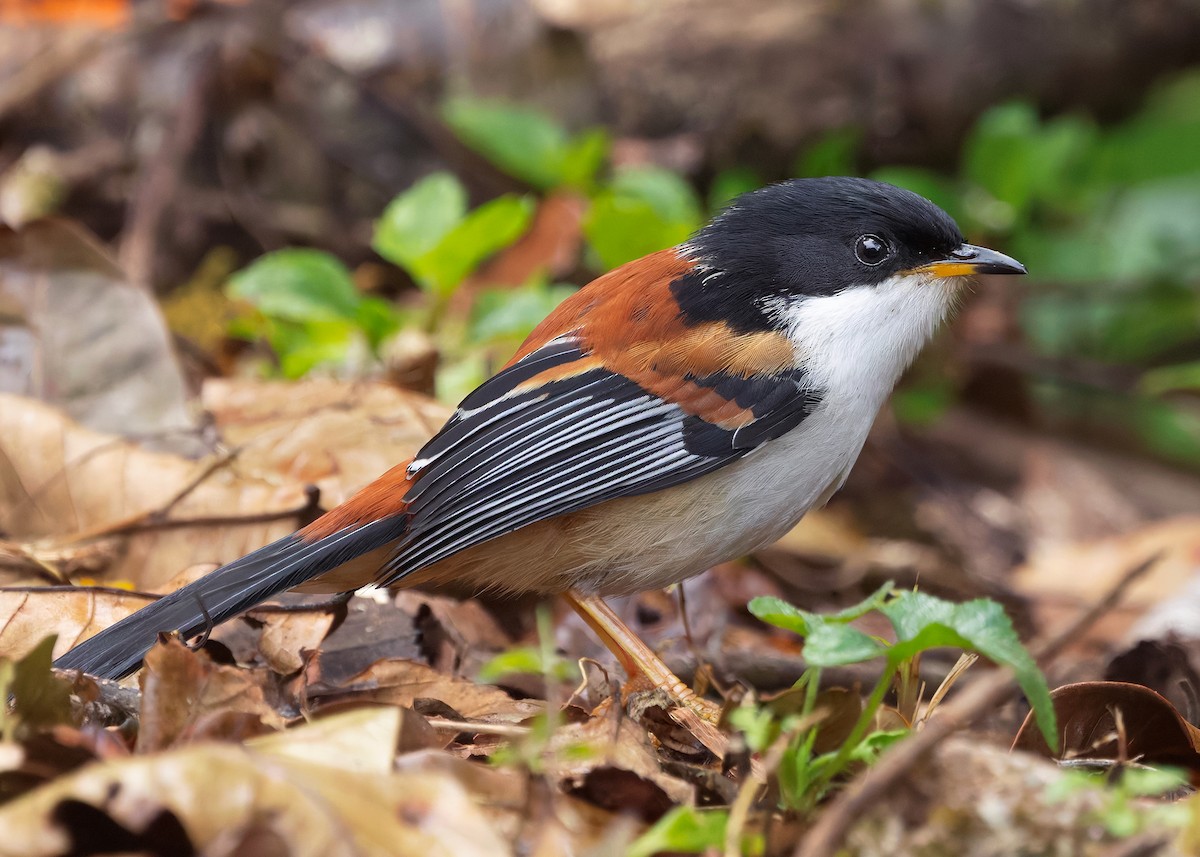 Rufous-backed Sibia (Rufous-backed) - ML636220228