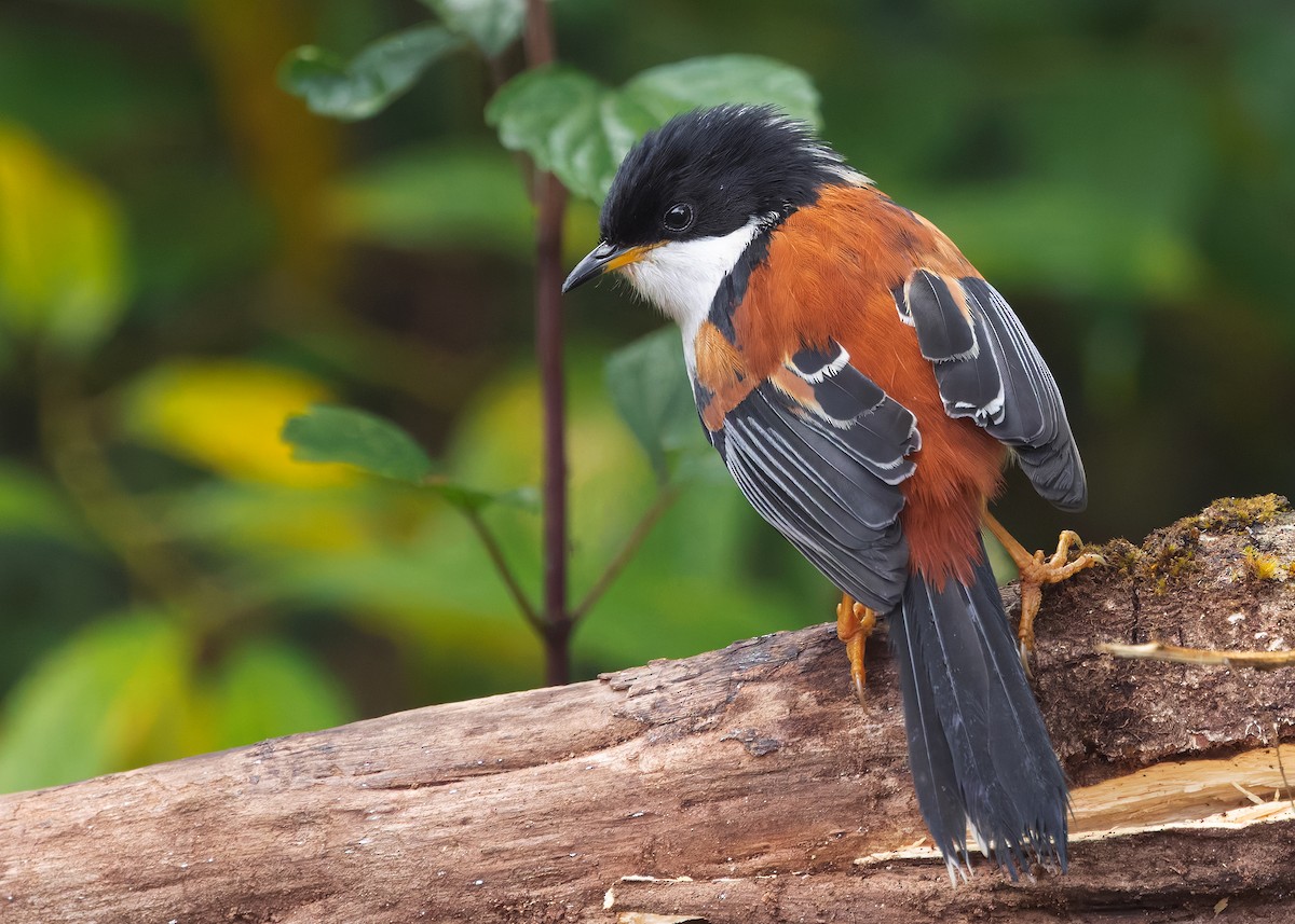 Rufous-backed Sibia (Rufous-backed) - ML636220229