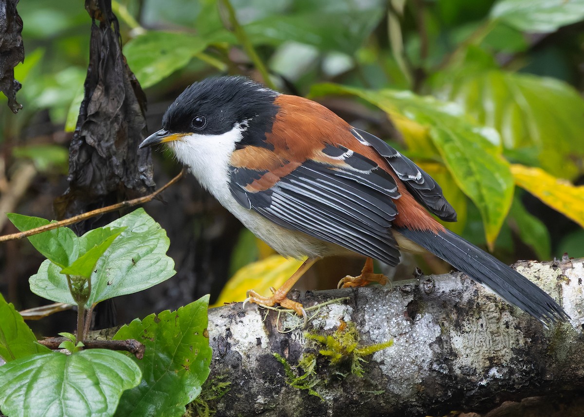 Rufous-backed Sibia (Rufous-backed) - ML636220230