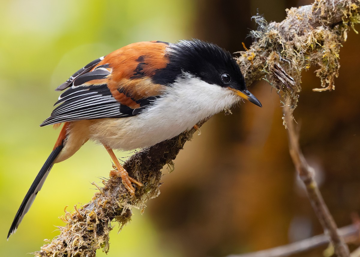Rufous-backed Sibia (Rufous-backed) - ML636220231
