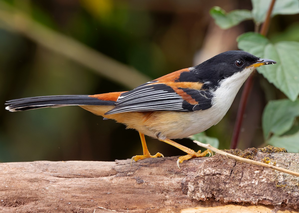 Rufous-backed Sibia (Rufous-backed) - ML636220235