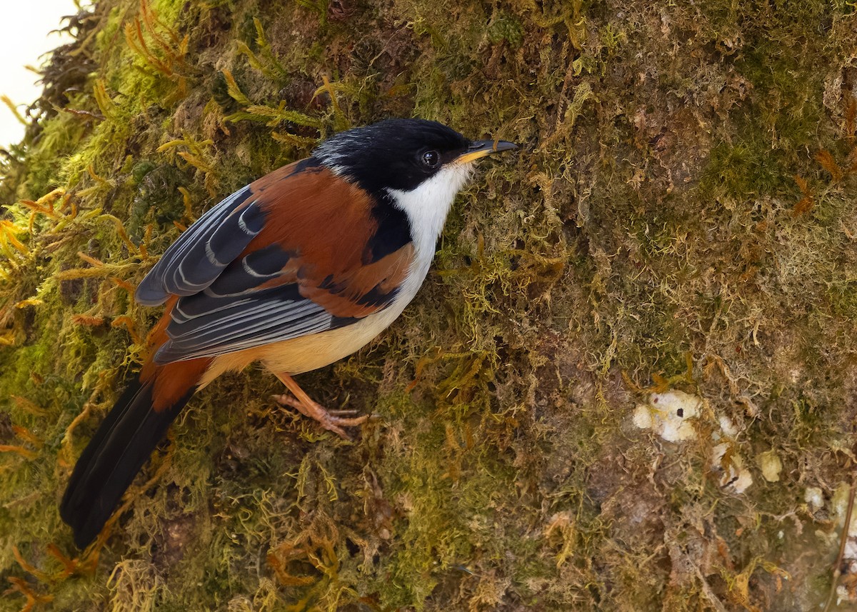 Rufous-backed Sibia (Rufous-backed) - ML636220236