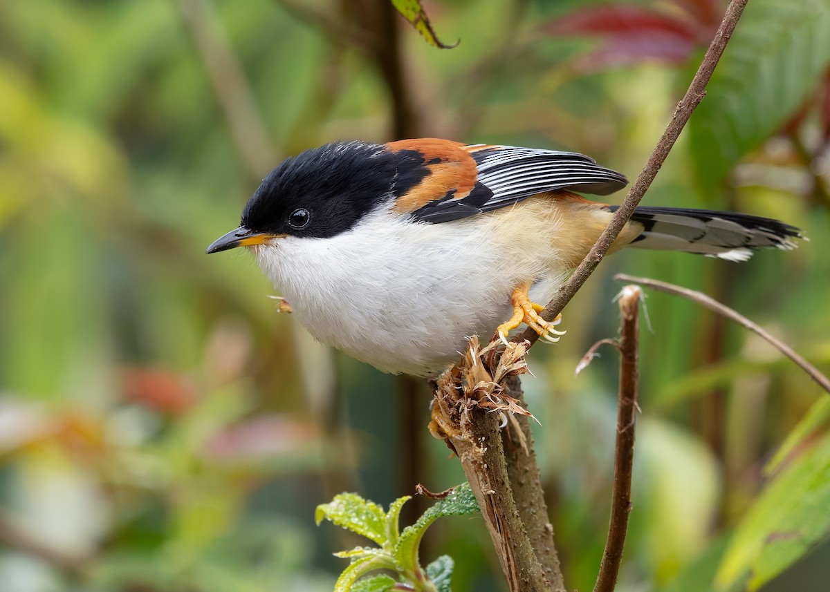Rufous-backed Sibia (Rufous-backed) - ML636220237