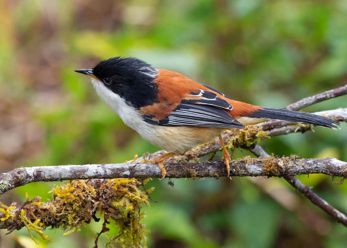 Rufous-backed Sibia (Rufous-backed) - ML636220238