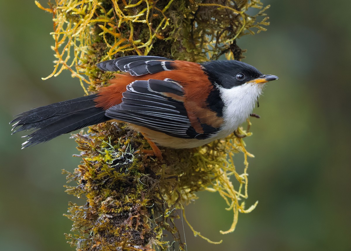Rufous-backed Sibia (Rufous-backed) - ML636220239
