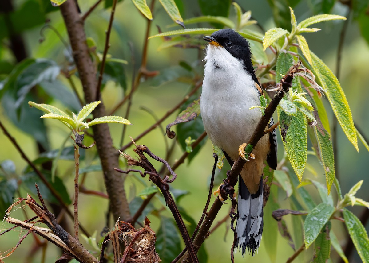 Rufous-backed Sibia (Rufous-backed) - ML636220240