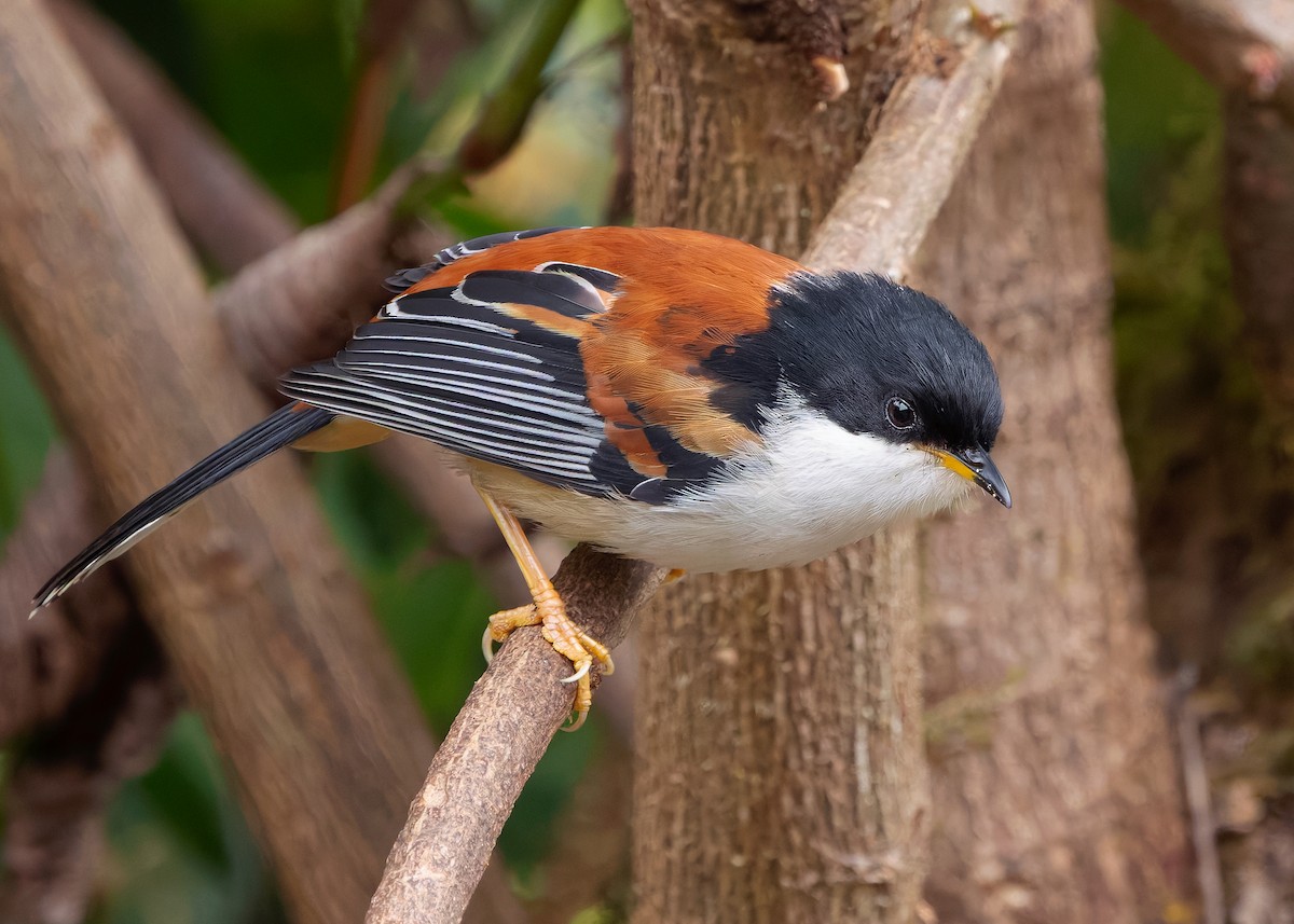 Rufous-backed Sibia (Rufous-backed) - ML636220241