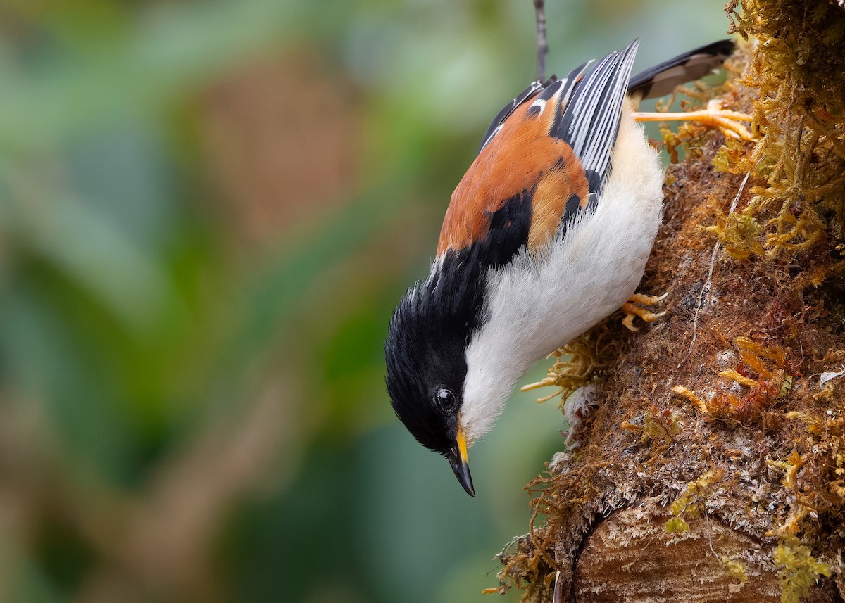 Rufous-backed Sibia (Rufous-backed) - ML636220242