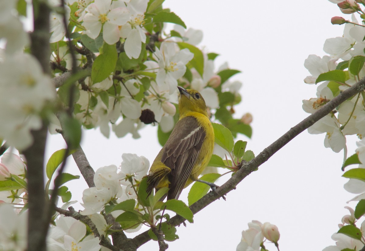 Orchard Oriole - ML636220297