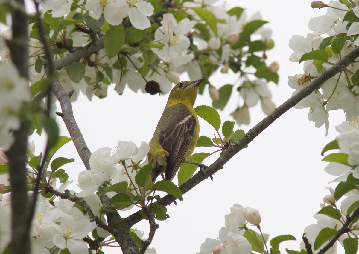 Orchard Oriole - ML636220298