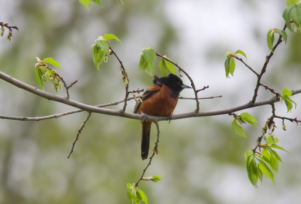 Orchard Oriole - ML636220299