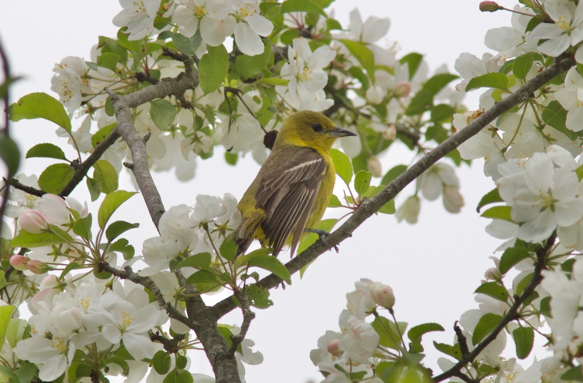Orchard Oriole - ML636220300