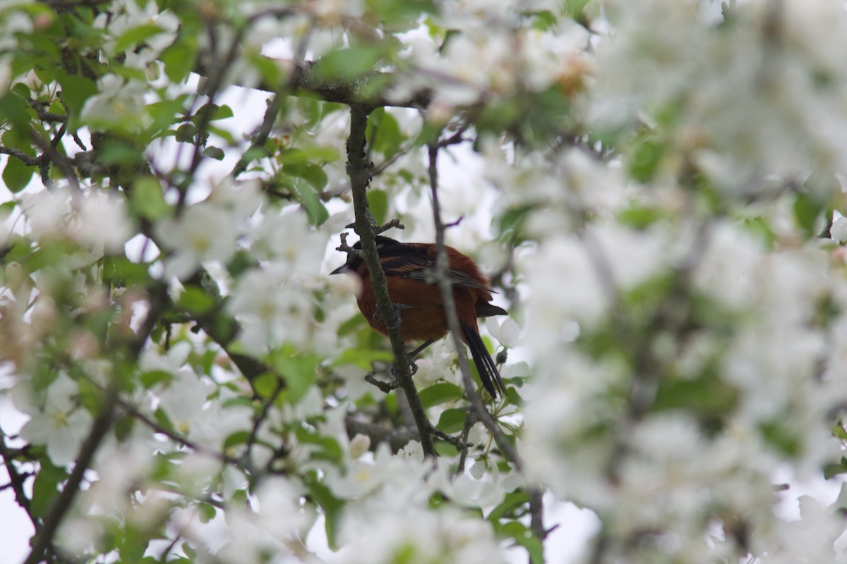 Orchard Oriole - ML636220301