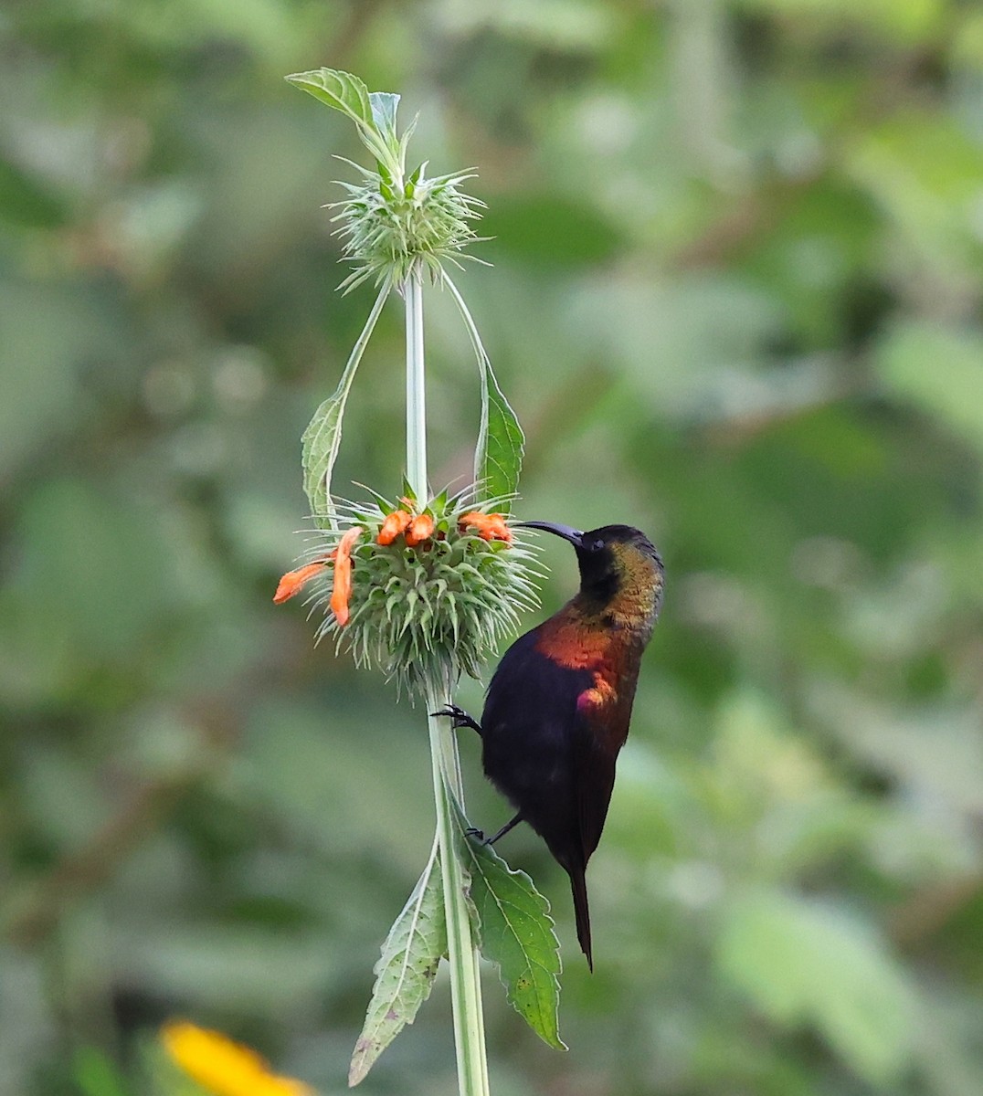 Copper Sunbird - ML636220335