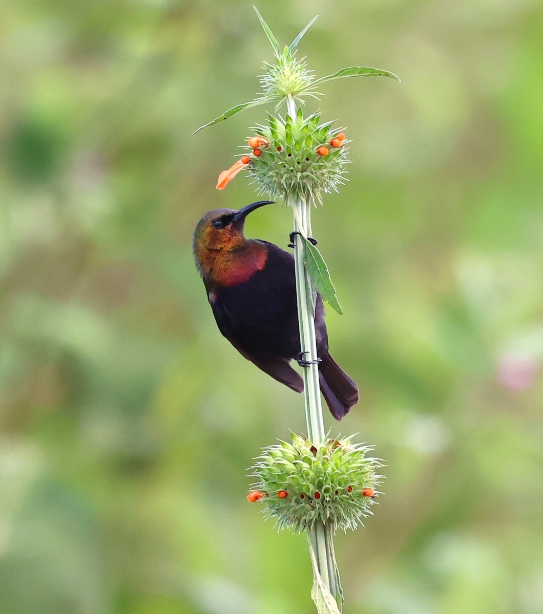 Copper Sunbird - ML636220336