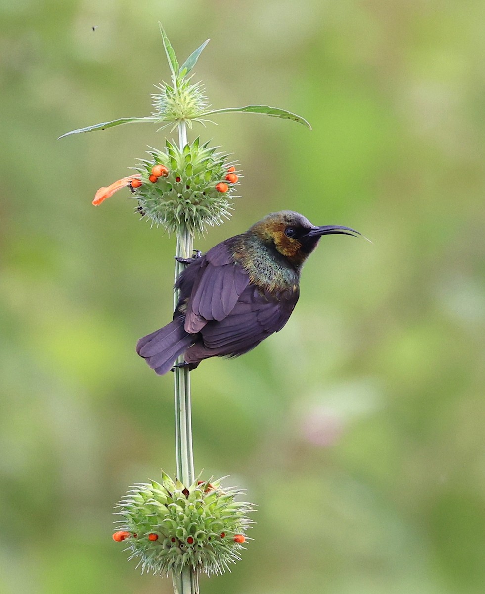 Copper Sunbird - ML636220337