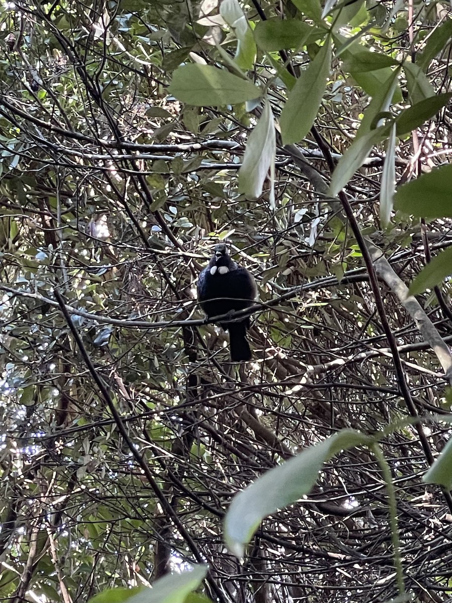 Tui - ML636220363