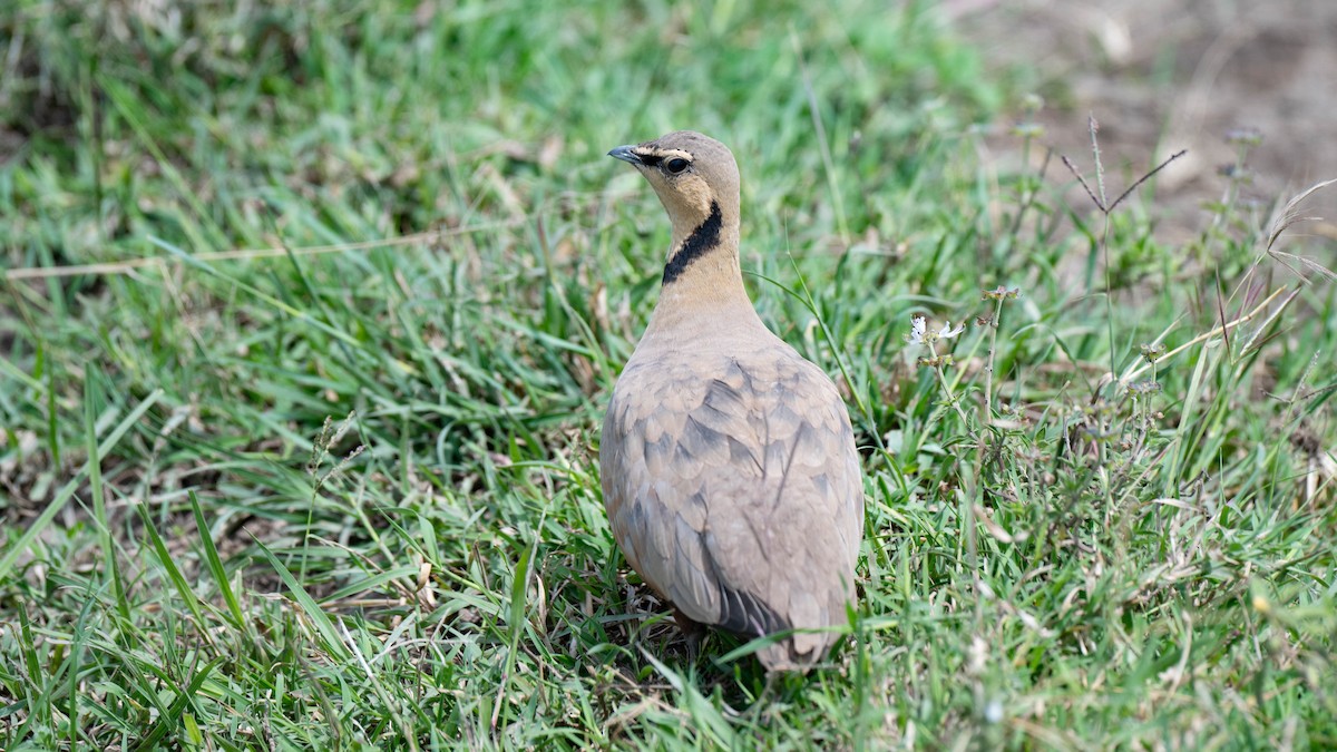 Yellow-throated Sandgrouse - ML636220409